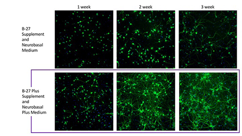 Thermo Fisher Scientifics的Gibco B-27 Plus神經(jīng)元培養(yǎng)系統(tǒng)